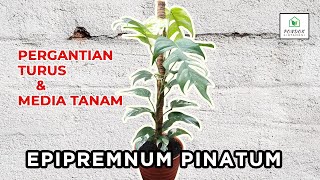 EPIPREMNUM PINATUM VARIEGATA PUTIH  UPGRADE TURUS DAN MEDIA TANAM [upl. by Aiva]