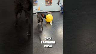 Onix ungracefully learning to push [upl. by Andres767]