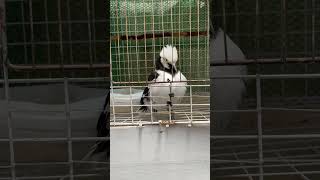 blackcollared starling smart shortvideo shortsfeed shorts viralvideo viralshort animalsvideo [upl. by Amadeus356]