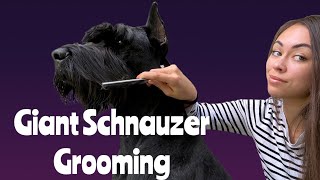 Giant Schnauzer Grooming at home [upl. by Dorsey]