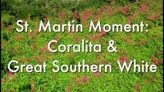 St Martin Moment Coralita and Great Southern Whites [upl. by Anirahtak]