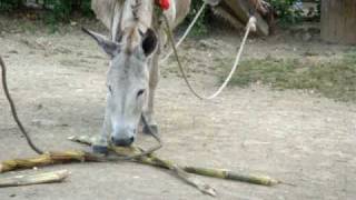 Willy the Donkey eating Sugar Cane [upl. by Naig]