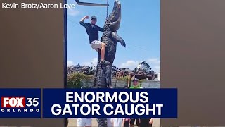 Florida man captures enormous 13foot alligator in Orlando [upl. by Airdnoed958]