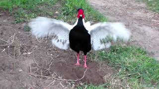 Silver Pheasant display [upl. by Warwick]