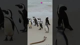 Super Cool Fun Facts About Penguins penguin animalfunfacts animals [upl. by Anne]