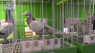 27 International PigeonMarket Kassel Germany 2016 [upl. by Acirne]