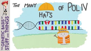 Discovering mutagenic DNA polymerase IV in E coli [upl. by Nirrat]