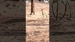 indian baby gazelle sound  deer sound deer deervideos gazelle youtubeshorts [upl. by Mena]