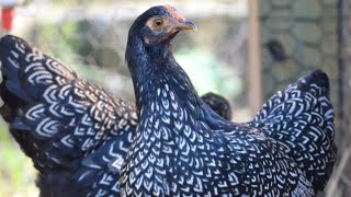 17 chicks out of 30 fertile german double silver laced barnevelder chicken eggs [upl. by Atinus36]