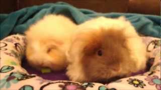 Texel guinea pigs Breed information and care tips [upl. by Brooke]