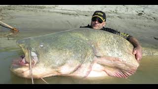 biggest fish around the world [upl. by Sheri]