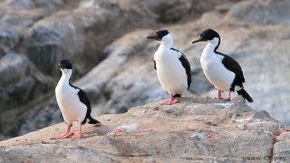 Cormorants Amazing Deep Dive Video Footage [upl. by Harriman]