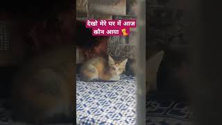 Billi ke Bacche Aaye Ghar me 🐈 youtubeshorts youtube feedshorts shorts trending babyboy [upl. by Meid]