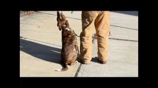 Dog Training  Any Dog can learn Heel [upl. by Ellerred]