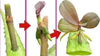 This Miracle Helped Propagate Orchids Quickly [upl. by Riaj771]