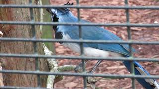 Magnificent Black Throated Magpie Jay Named Maggie Chirps amp Hops in Aviary at Central Florida Zoo [upl. by Magbie722]