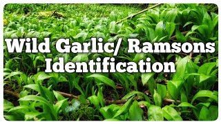 Wild garlic Ramsons identification [upl. by Nelloc109]