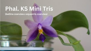 My AllTime Favorite Coerulea Hybrid Phal KS Mini Tris amp Some Comparisons  Orchid Care Tips [upl. by Esiahc]