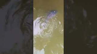 Carp  Cyprinus carpio king of the big lakes [upl. by Eiramasil]