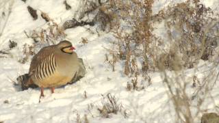 The chukar partridge Alectoris chukar [upl. by Margreta446]