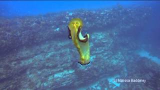 Spanish Dancer nudibranch SCUBA Diving Western Blue Dive Charters [upl. by Ttreve]