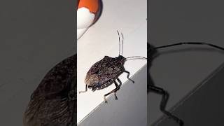 Brown Marmorated Stinkbug shorts [upl. by Fendig53]