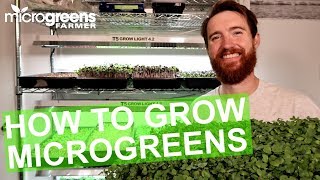 How to grow microgreens [upl. by Anwahsat]