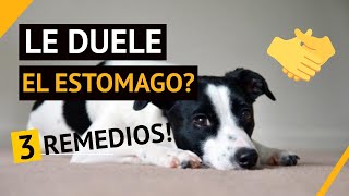 🤢🐶3 REMEDIOS Para El Malestar Estomacal En Perros [upl. by Yngad]