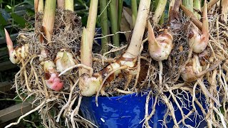 Growing Galangal in Pot  How To Grow Galangal Plant from Cutting [upl. by Avlem198]