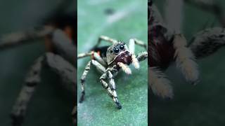 Jumping spider 🇧🇷 Brazil [upl. by Edrea]