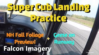 Super Cub Landing Practice Geese on Runway amp NH Fall Foliage [upl. by Netsrek]