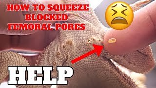 How To Properly Squeeze Out Blocked Femoral Pores In Bearded Dragons The Right Way [upl. by Copp]