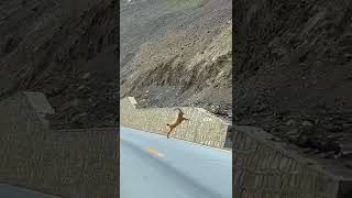 Ibex Markhor Crossing Road at Skardu GB [upl. by Ellehcil]