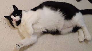 Cat Reacts To Catnip [upl. by Farr]