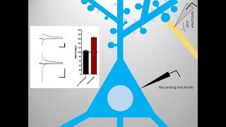 Long Term Potentiation LTP basics [upl. by Erving639]