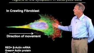 mRNA localization  Roy Parker BoulderHHMI [upl. by Combe]