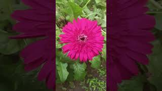 Gerbera plant  In my garden [upl. by Bock]