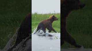 Bear Necessities Unbearably Interesting Facts [upl. by Qooraf752]