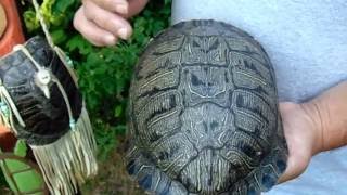 13 Moons on turtles back a Native American calendar [upl. by Tai]