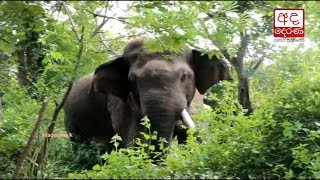 Galgamuwa Tusker caught in Ehetuwewa [upl. by Animor]