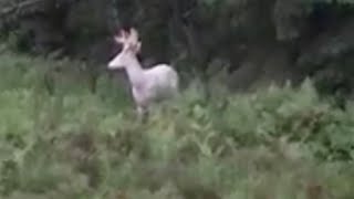 Rare albino deer spotted in Wisconsin [upl. by Neirod]