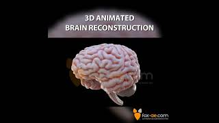 Brain Reconstruction Compilation [upl. by Peh]