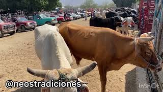 Baratillo de san Antonino Castillo Velasco Mercado de Animales Plaza Ganadera [upl. by Wendt]