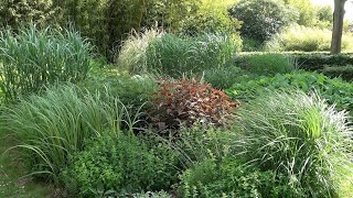 Beautiful Ornamental Grass Garden [upl. by Rosenblast]