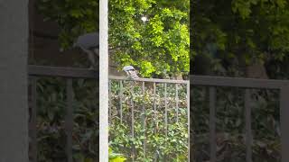 Majestic RedTailed Hawk 🦅 Perched on a Fence  Natures Beauty 🌿✨ [upl. by Kara-Lynn]