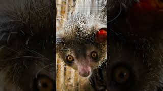 The Mysterious Ayeaye Madagascars Creepiest Primate [upl. by Ylrak410]