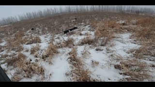 North Dakota Pheasant PLOTS hunting  Running wild birds  Cold December [upl. by Aryek939]