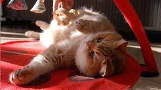 Massage your cats fluffy tummy [upl. by Algie29]