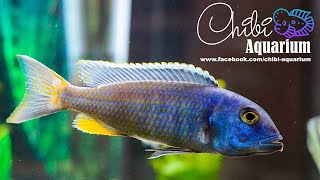 Buccochromis Spectabilis Breeding Group [upl. by Ennovyhs]