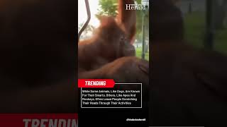 Orangutan Casually Drives Golf Cart Viral Video Leaves Netizens Impressed Watch [upl. by Standice377]